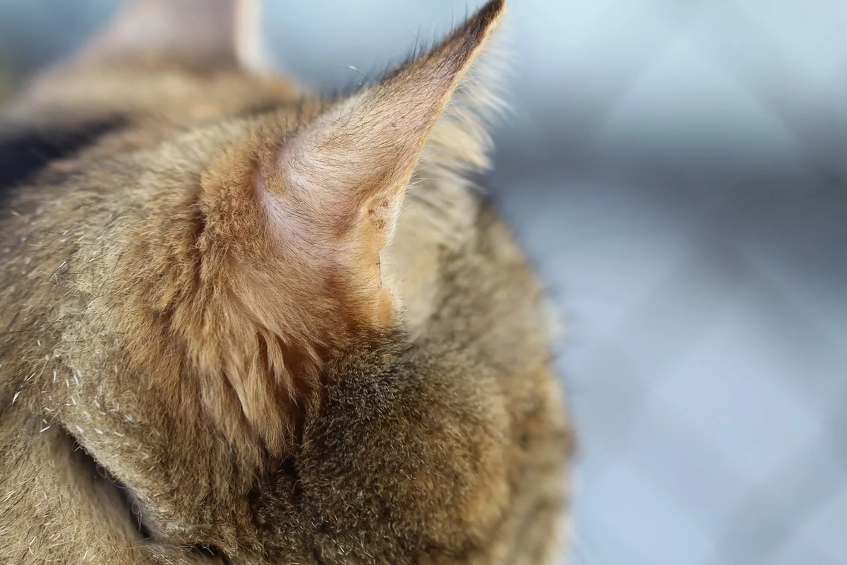 Ухо животного. Кошачьи ушки. Кошкины уши. Чуткие ушки зверька ловят сигнал определить