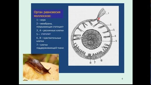 Дубынин В. А. - Физиология сенсорных и двигательных систем - Волосковые рецепторы. Внутреннее ухо