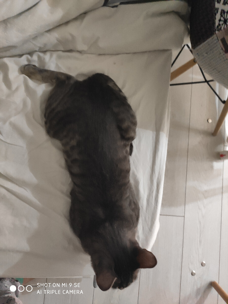 Котик-исследователь