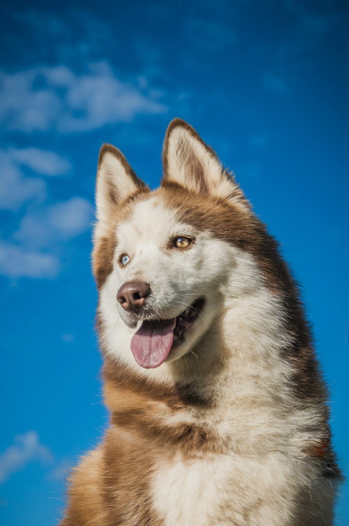 на фото - Койра - ее выкинули хозяева на границе с Финляндией. У нас ей было сложно, нашли ей дом и сейчас  она счастлива вот уже 6 лет!