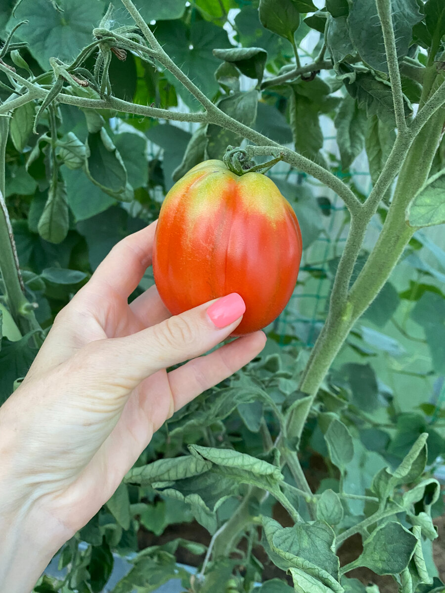 Томат Пузата хата