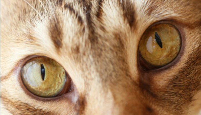 Какой цвет глаз у кошек самый редкий? | КотоВедение | Дзен