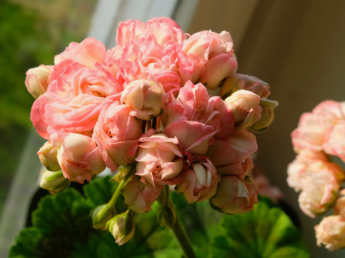 Розебудная пеларгония Denise