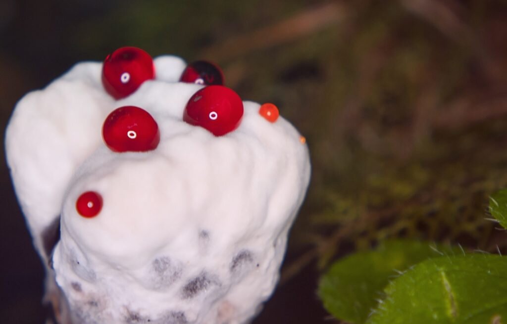 Кровоточащий зуб) 