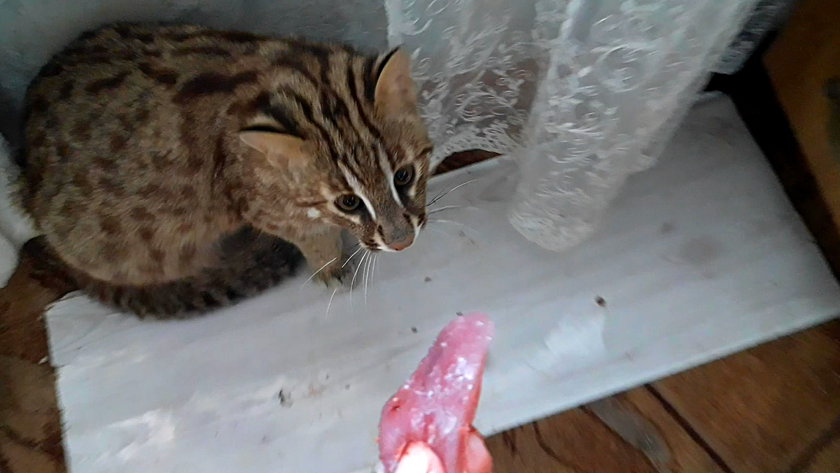 Дикие животные не приспособлены есть сухой корм