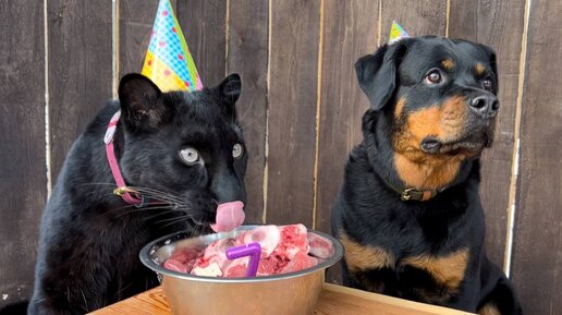 День рождения Вензы🐕🎉/ Праздник у пантеры Луны