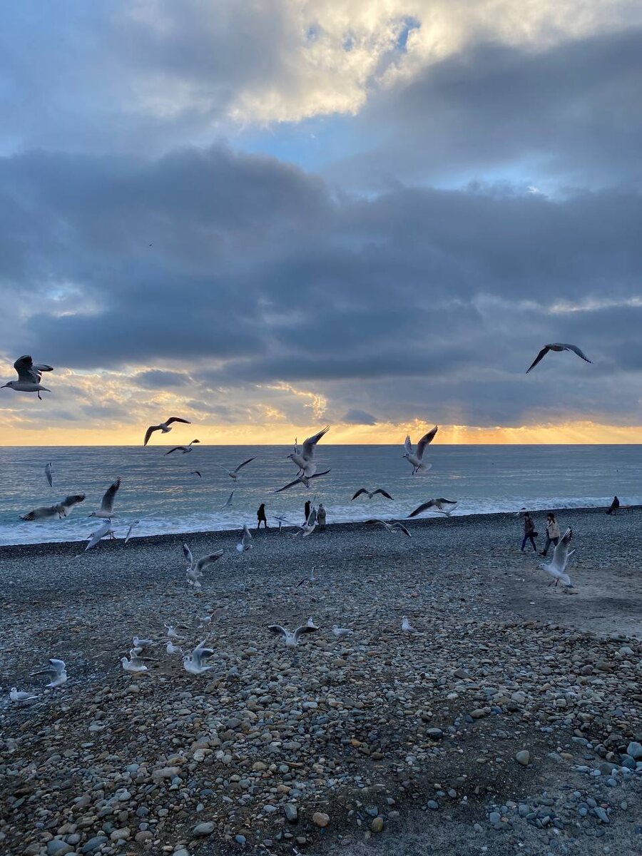 Чайки на пляже в Адлере