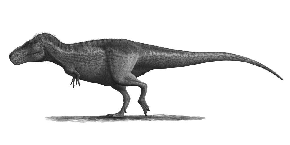 Палеонтолог почему у тираннозавров такие короткие передние лапки, объяснил.