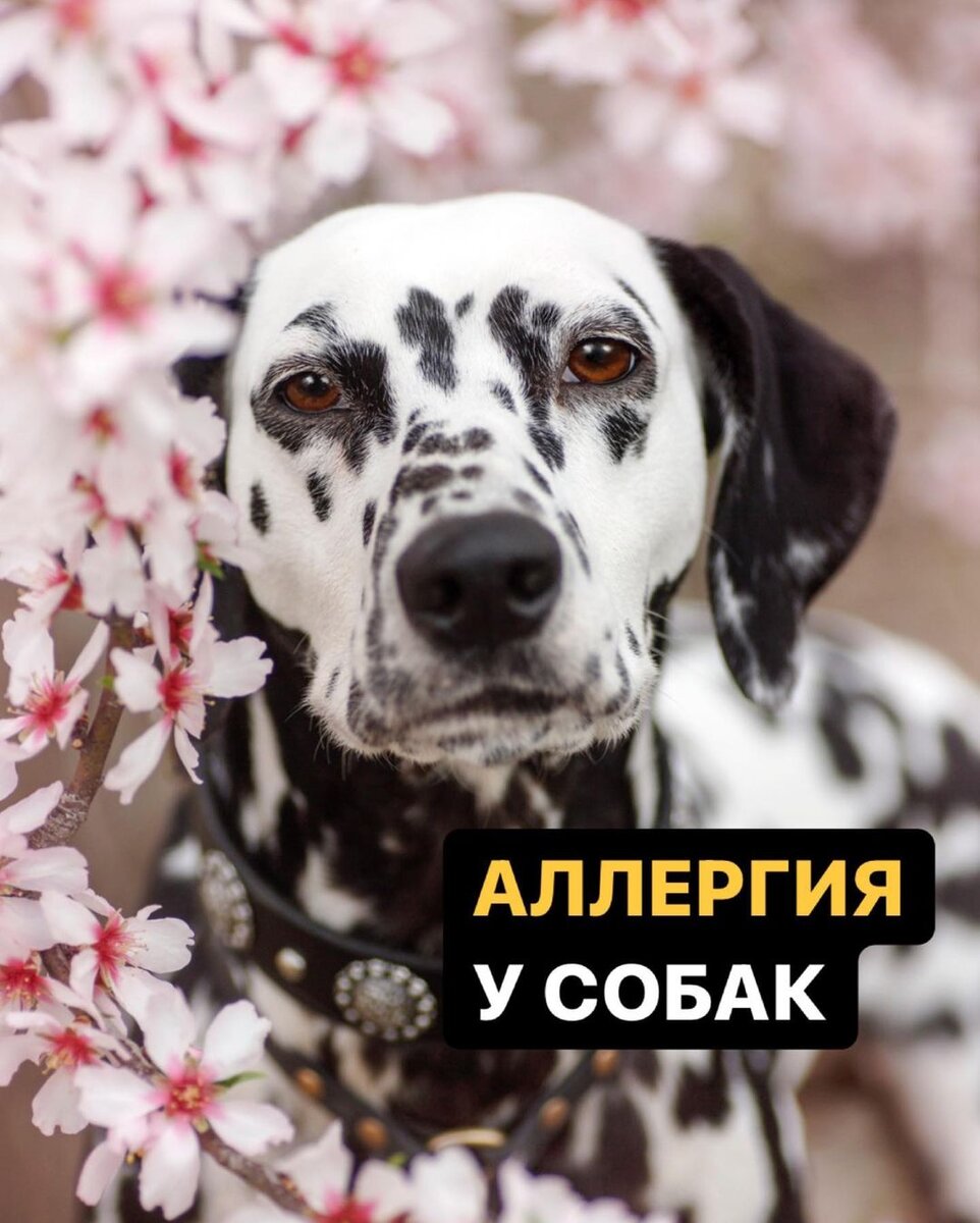 Мира