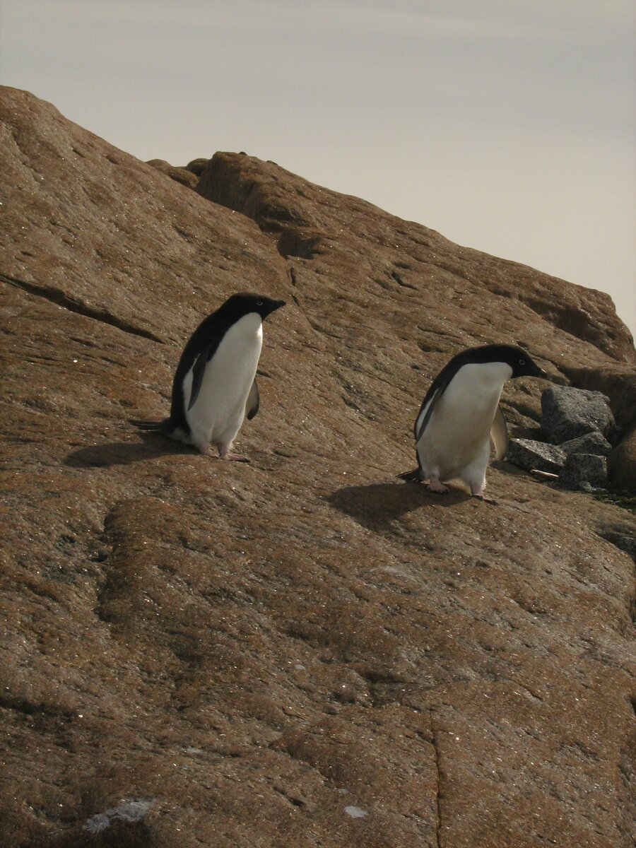 Пингвины Адели