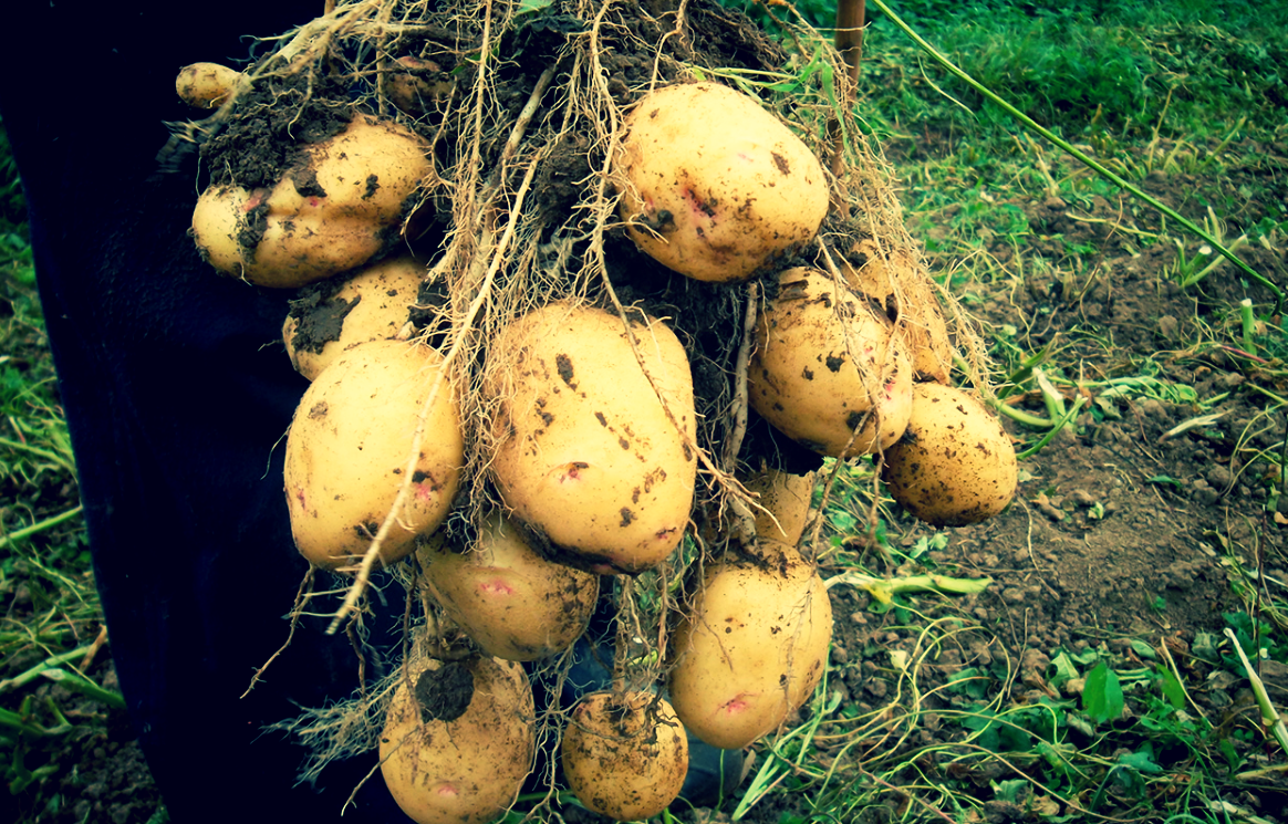 Summer care for potatoes - a step-by-step master class Посадка картофеля, Огород