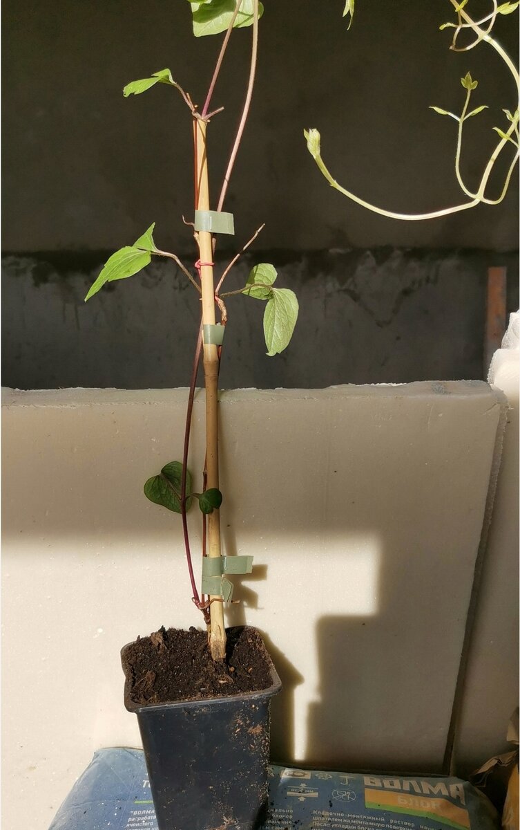 Вот так выглядит саженец-трехлетка