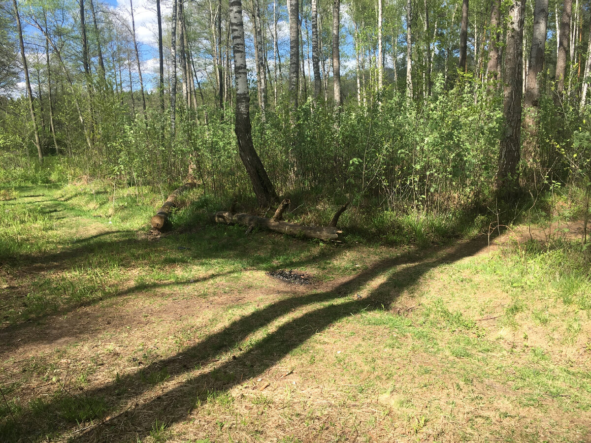 лес конюшенный овраг. в лесу на поле в овраге лежит. в лесу на поле в овраге лежит. глубокая яма в лесу. овраг в лесу.