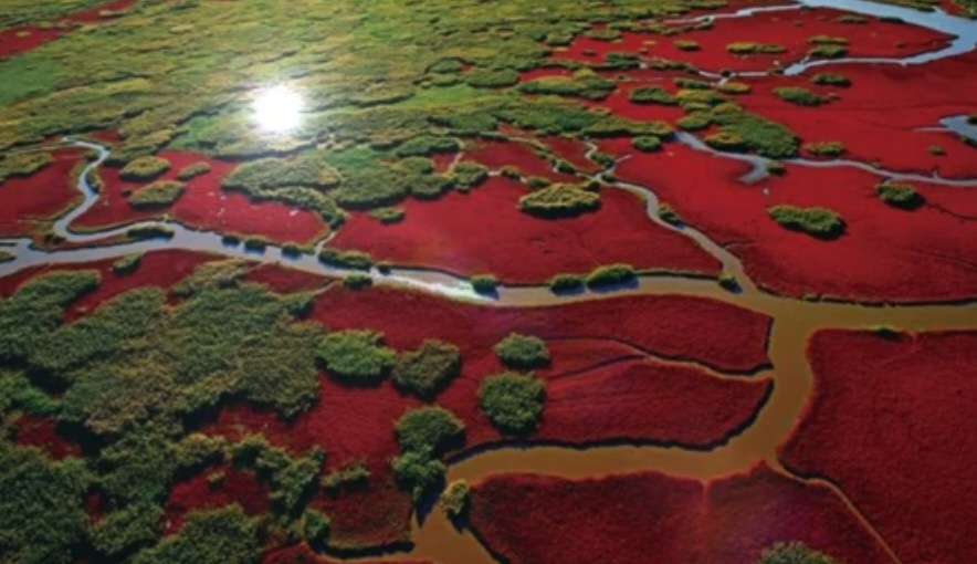 Красный пляж Паньцзинь, Китай, путешествие,  отдых 