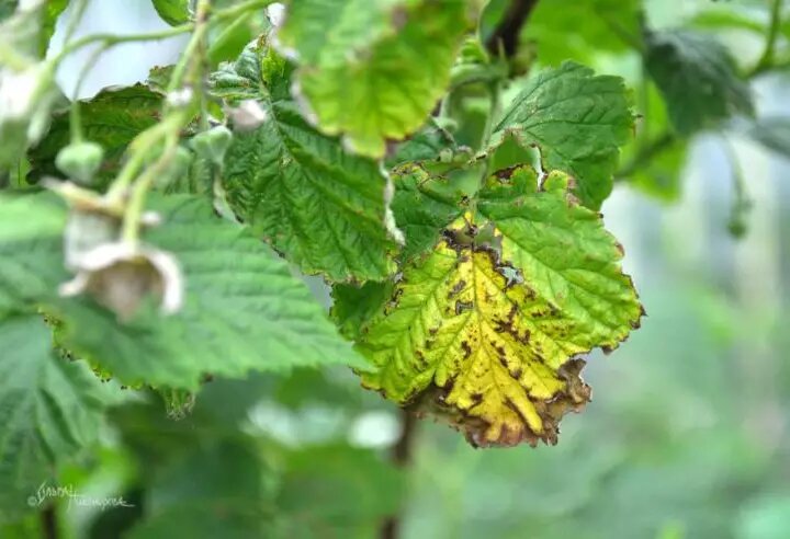 Фото О. Никоноровой: недостаток элементов питания сказывается на состоянии побегов, листьев и плодов малины