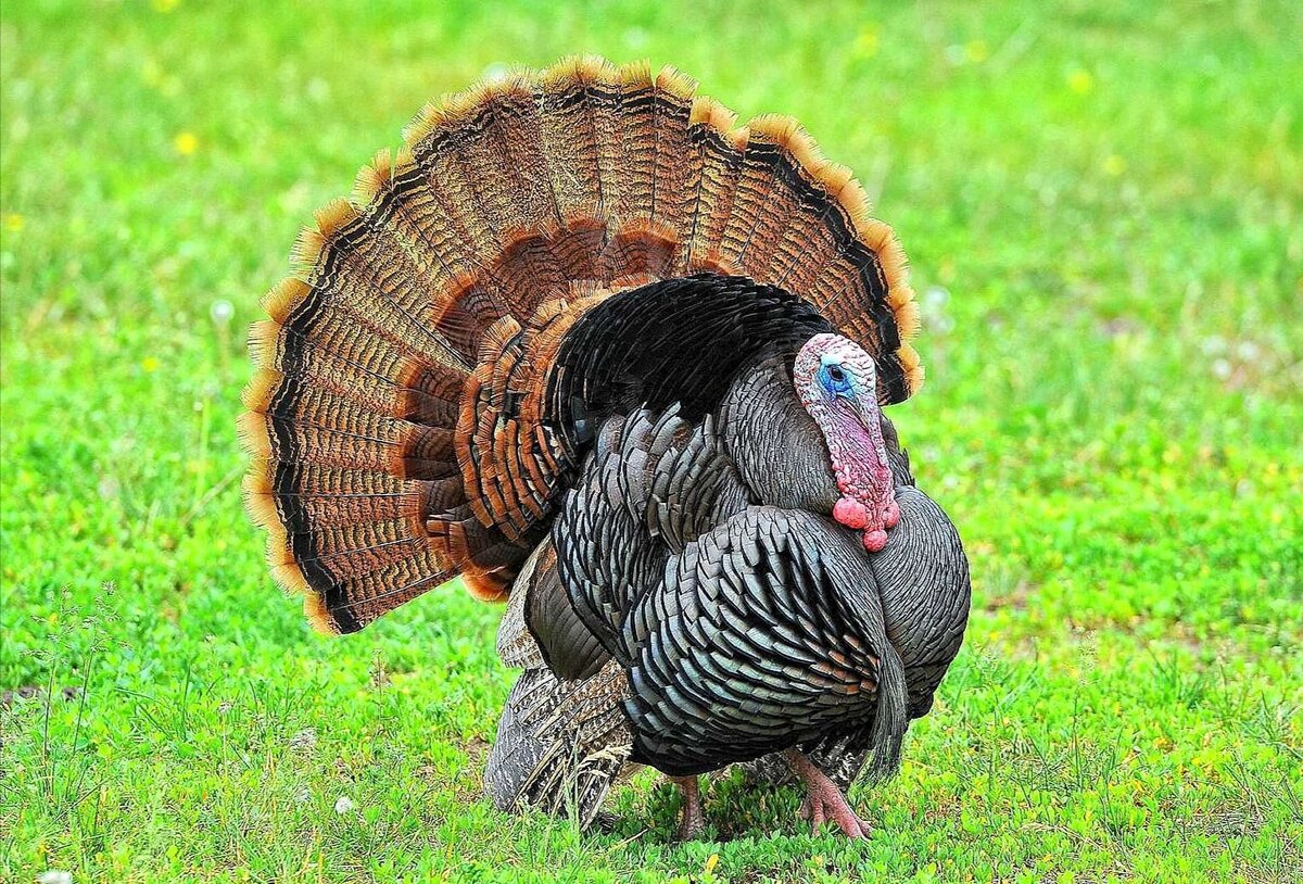 Птица гордая и красивая, но вот с полетами... не очень... (фото из открытых источников) 