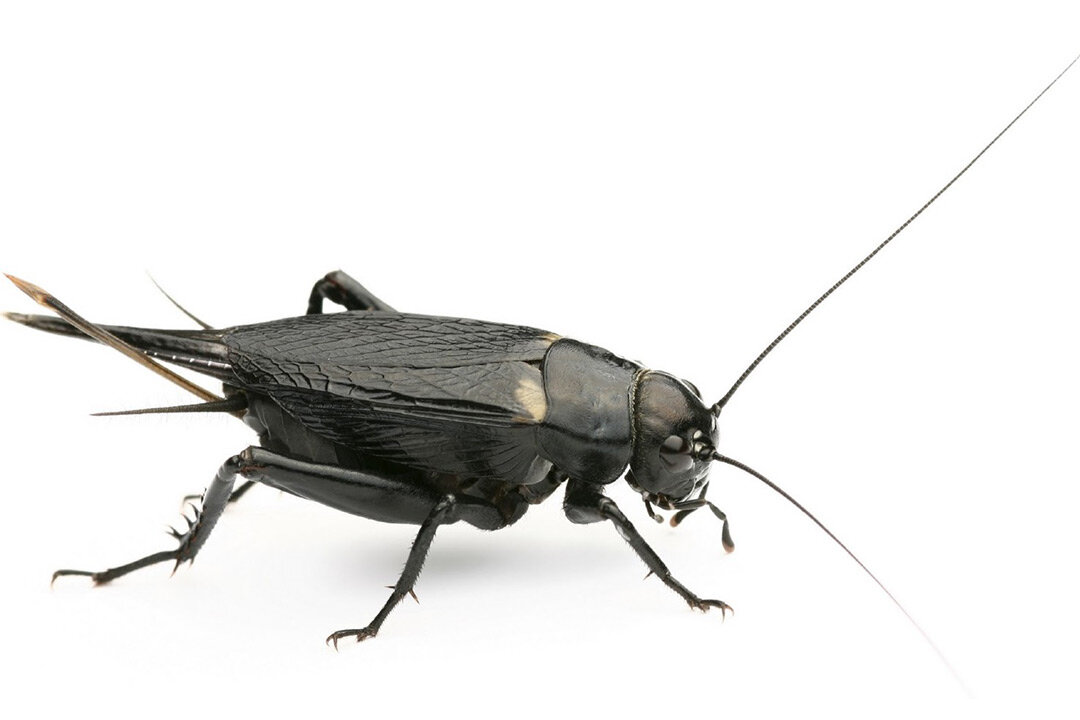 Двупятнистый сверчок