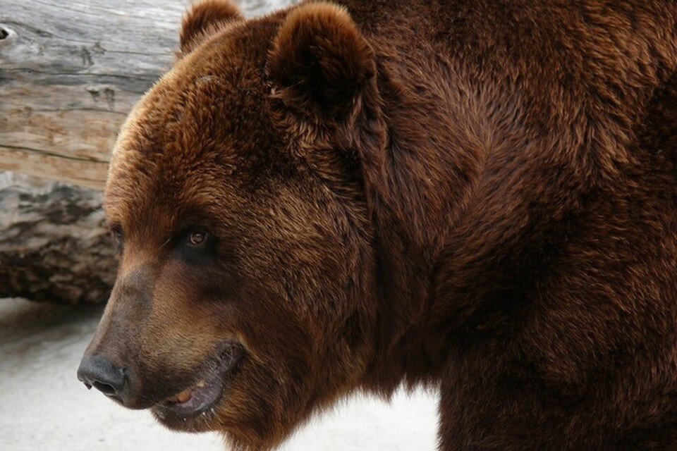     Молодые и зрелые медведи ведут себя по-разному. Алексей СТЕФАНОВ