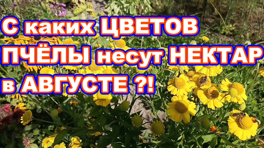 С каких ЦВЕТОВ ПЧЁЛЫ несут НЕКТАР в августе ! Медоносные цветы на даче ! Медоносы для пчёл !