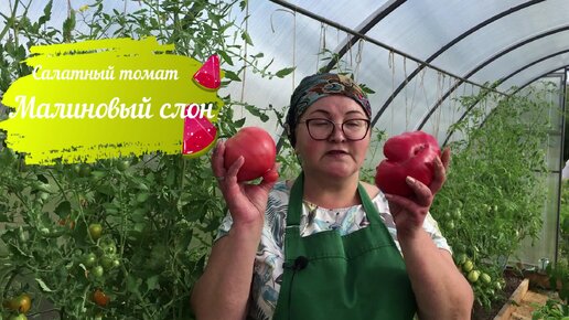 Вкусный, крупный, салатный томат – Малиновый слон