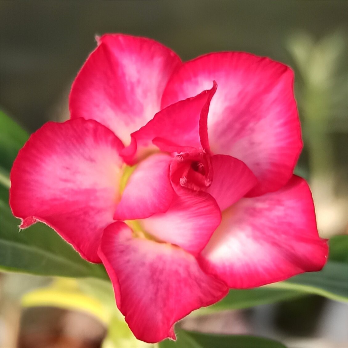 Adenium Obesum Triple Flower JANE EYRE