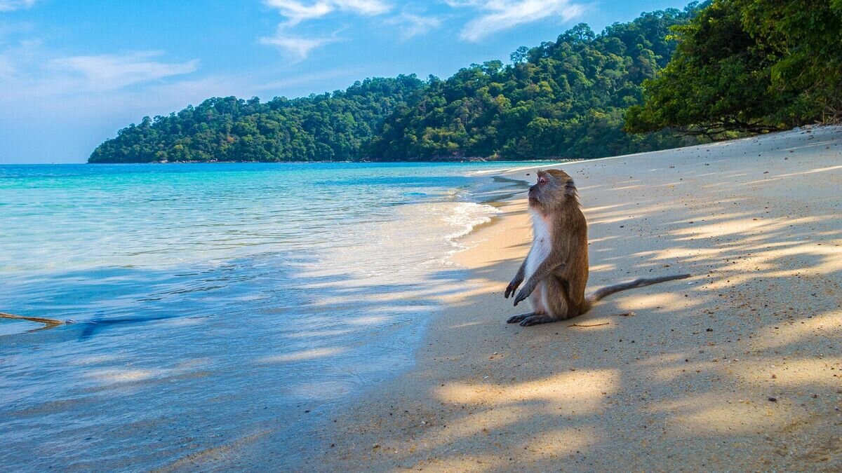    Остров Обезьян во Вьетнаме © Pixabay / TeeFarm