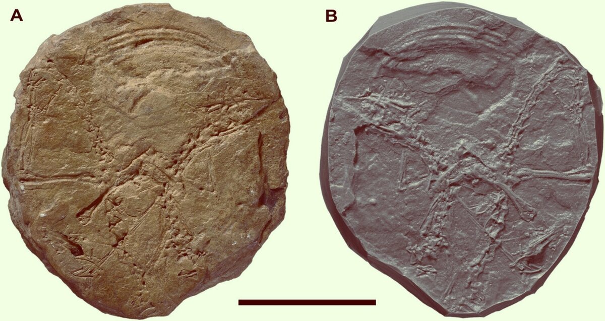 Coelurosauravus elivensis, лектотип: (А) спинная поверхность особи сохранилась в виде естественного внешнего слепка; (B) силиконовый слепок A. Масштабная линейка – 5 см. 