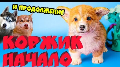 Download Video: Все серии подряд КОРГИ КОРЖИК НАЧАЛО и ПРОДОЛЖЕНИЕ! (Корги Коржик) Говорящая собака