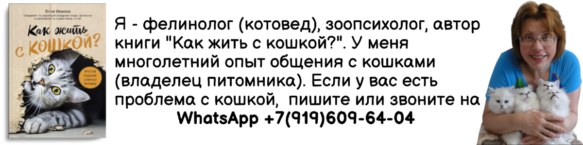 Болезни глаз у кошек и котов