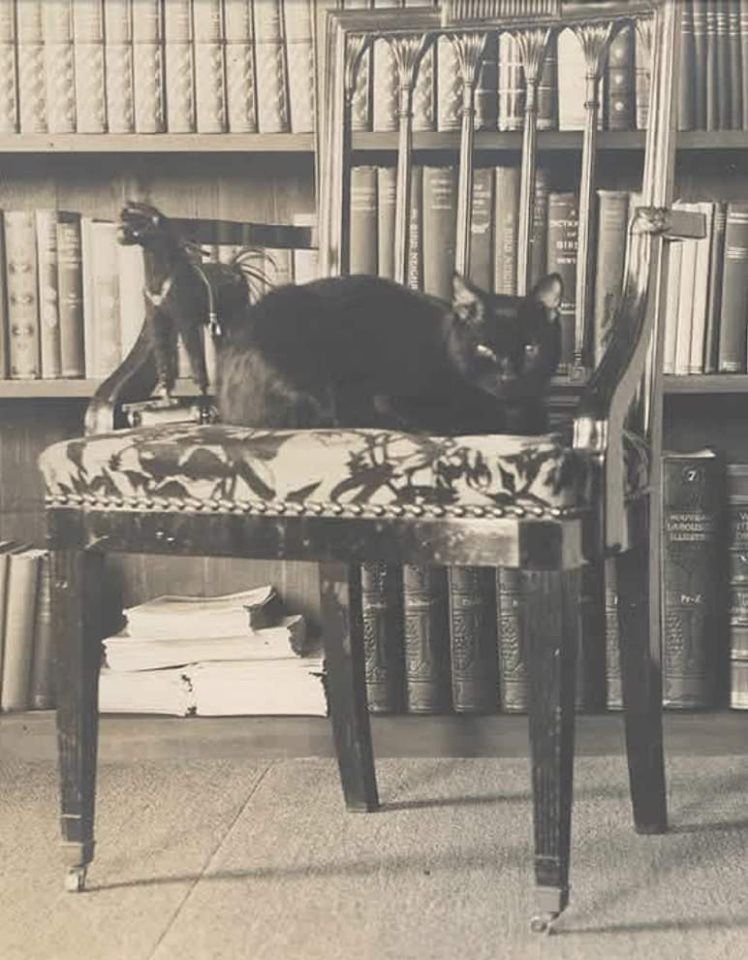 Кот Бамбино собственной персоной в доме писателя. Источник: pikabu.ru