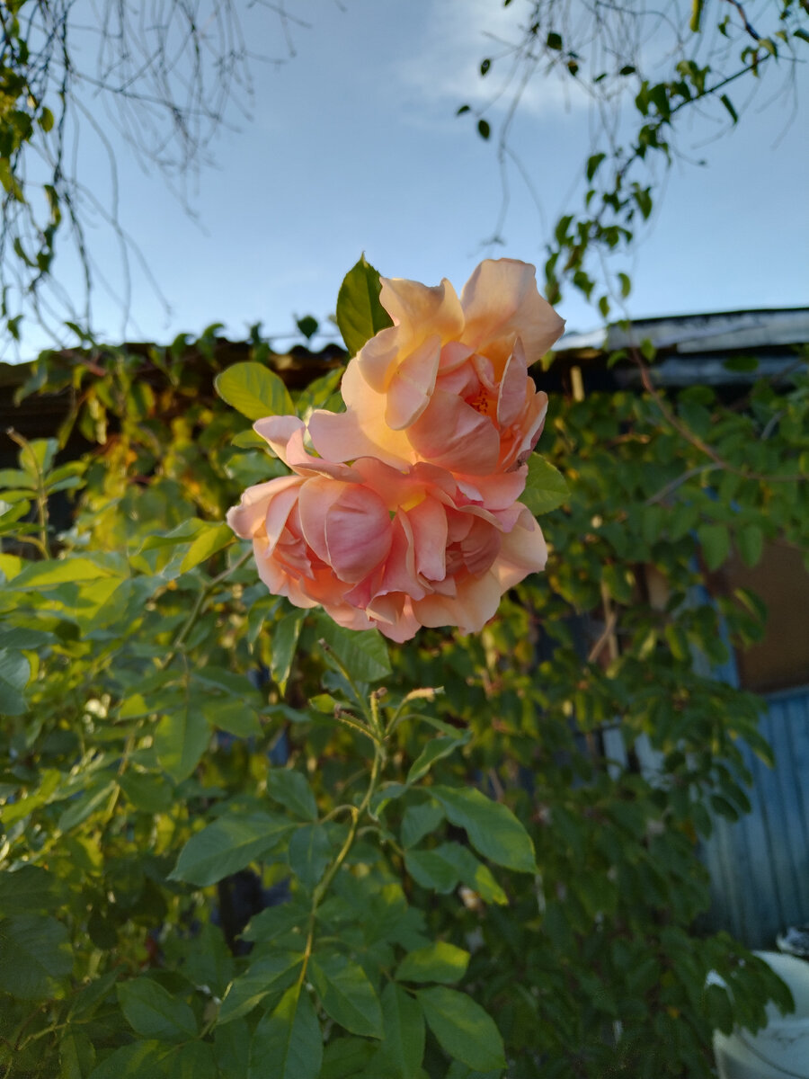 Оранжевая плетистая