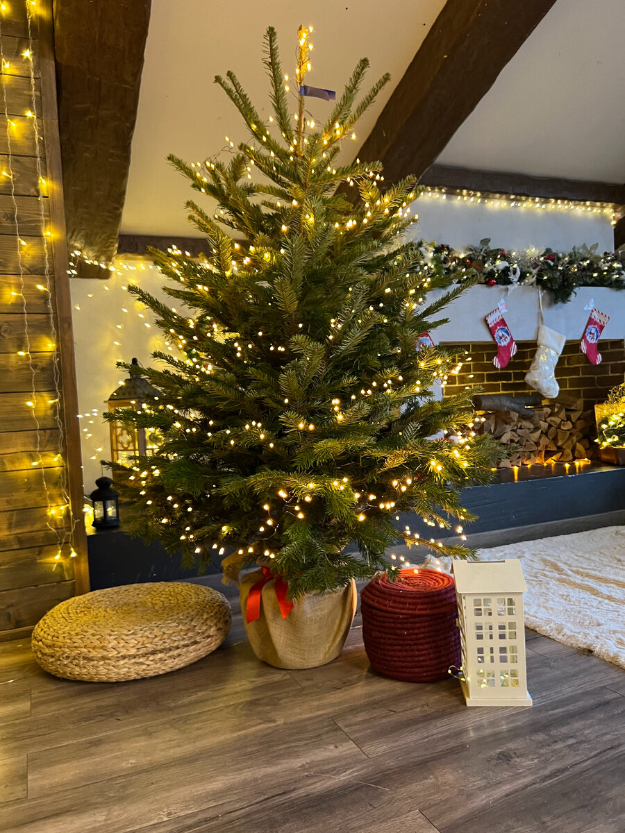 Пихта Нордмана