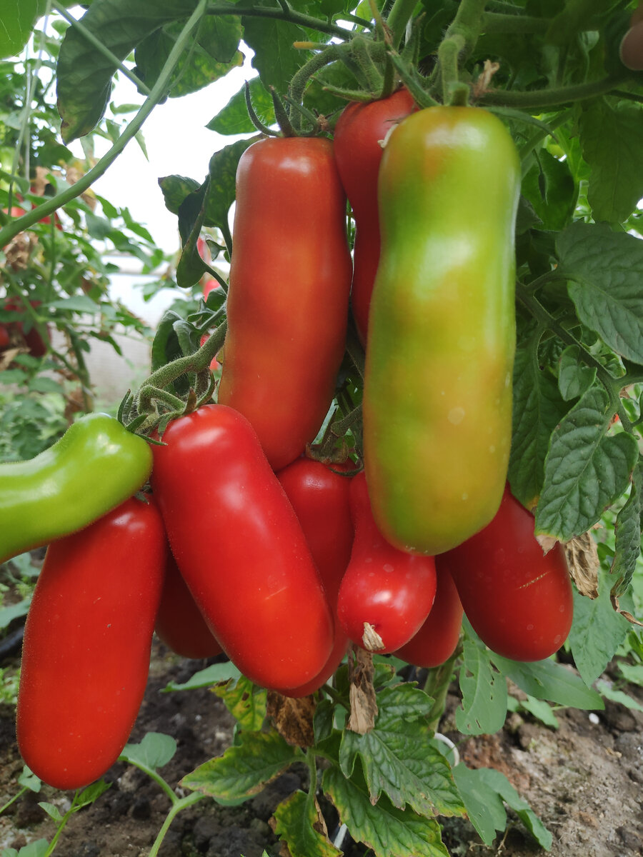 Сорта многоплодные меньше дают пасынков. У них дело есть, потомство растить. Мир при этом захватывать некогда. На фото то