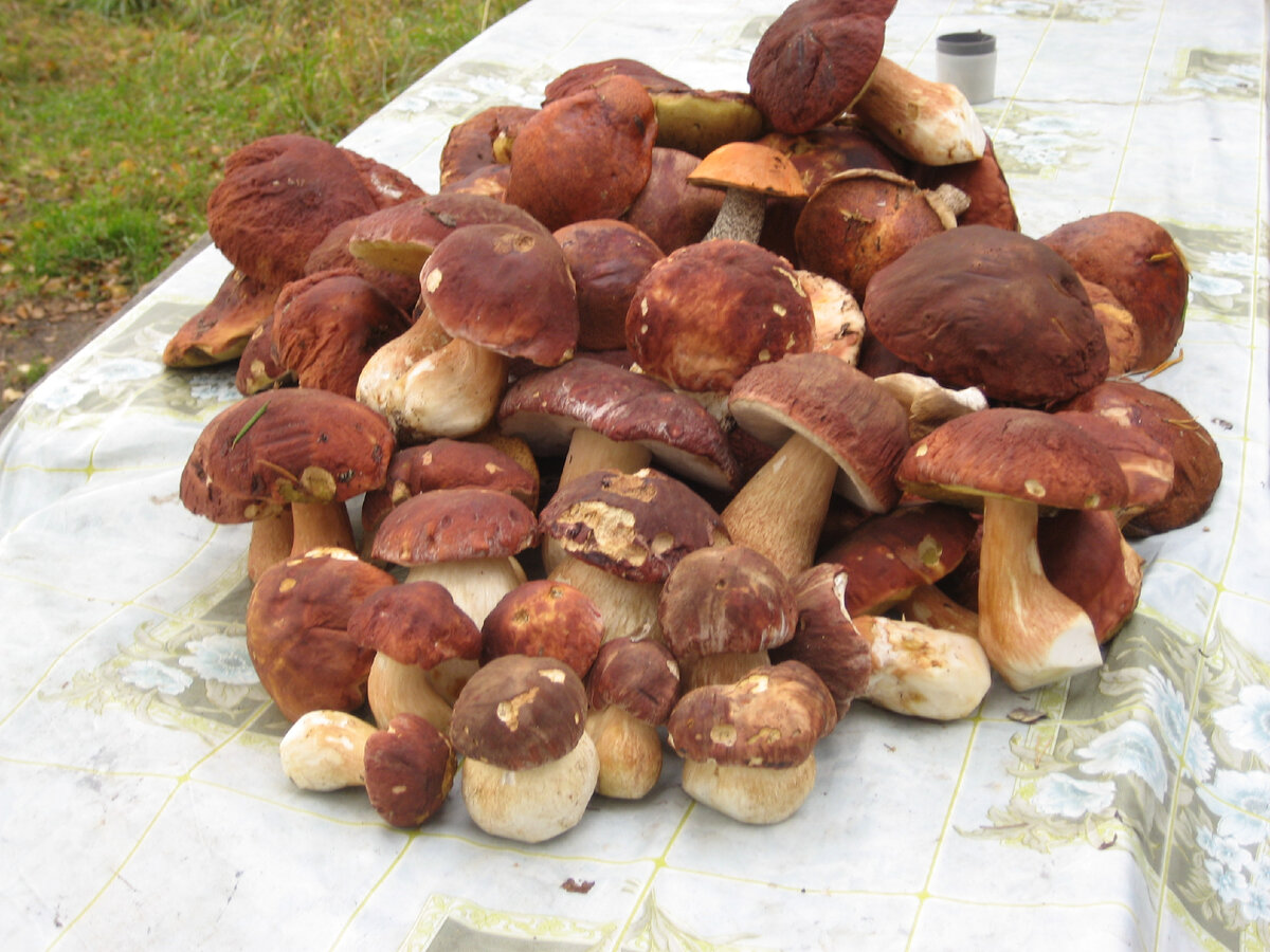 Сосновые белые (Boletus pinophilus) во всей красе