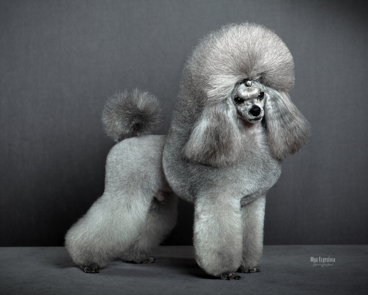 Фотограф Евграфова Ольга, Пудель выпускник питомника Gently Born 