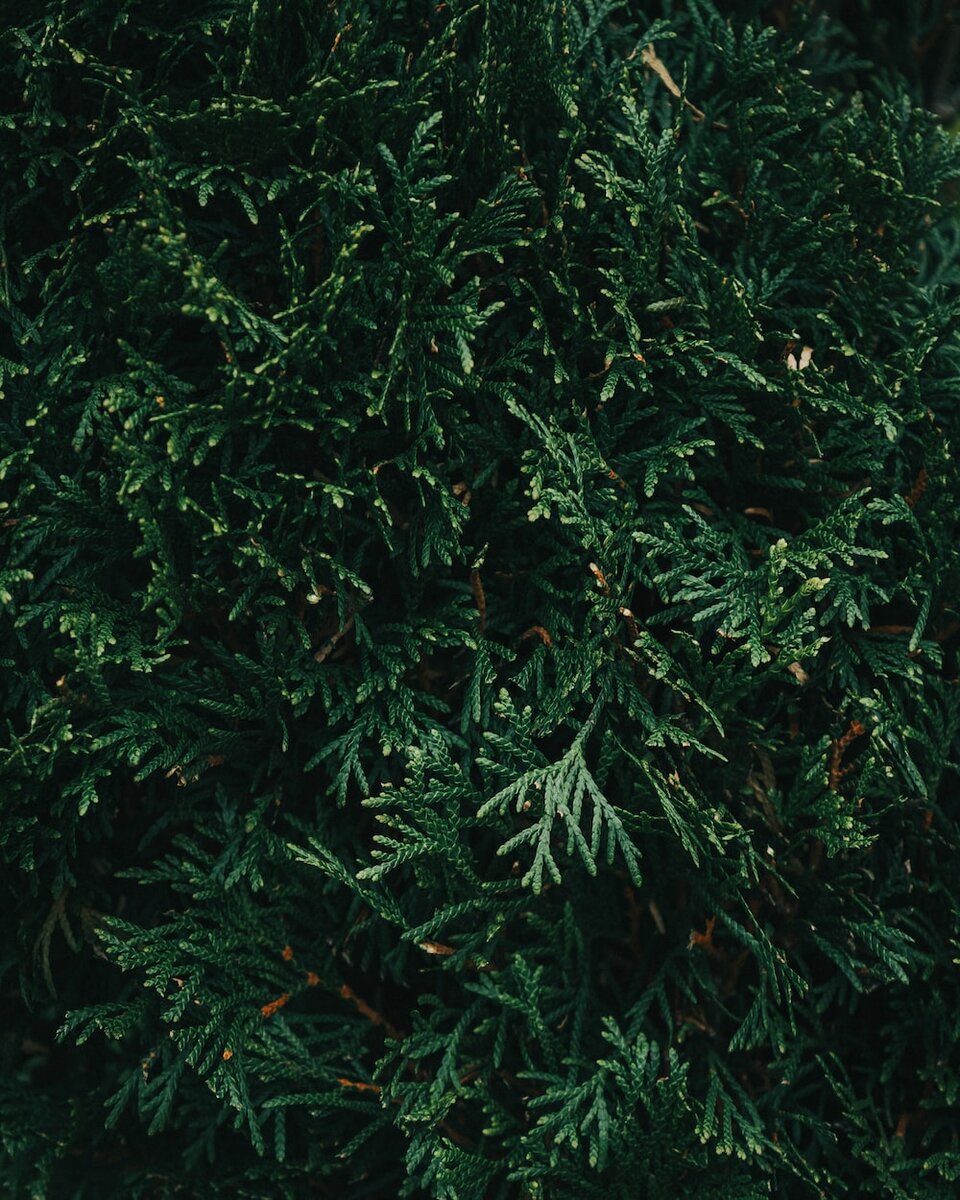 Photo by Tony Litvyak / Unsplash 