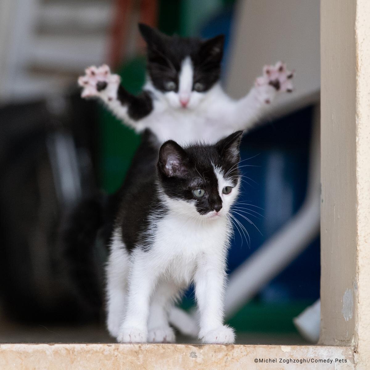 Работы финалистов фотоконкурса «Comedy Pet Photography Awards»