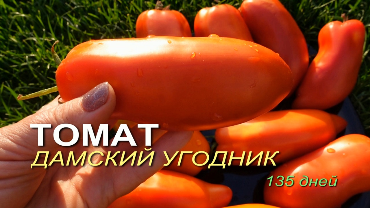 Сорт томатов дамский угодник отзывы