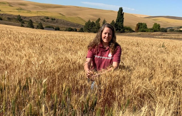    В селекции новых сортов пшеницы стоит учитывать генетическую страховку к низким числам падения