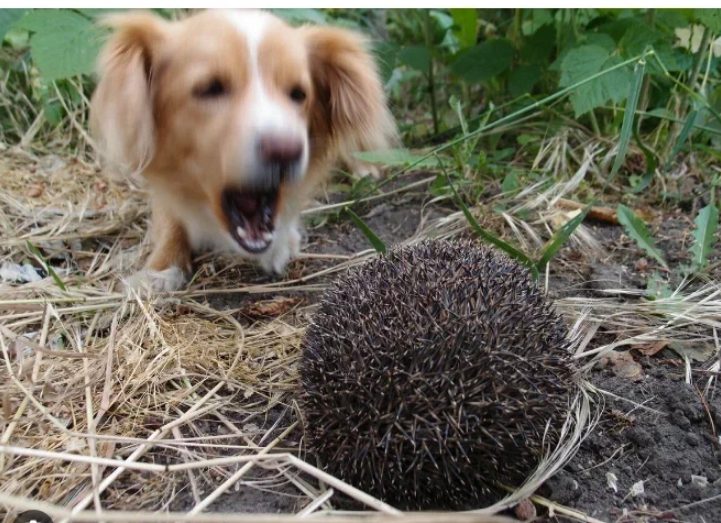 Фото из открытых источников. 