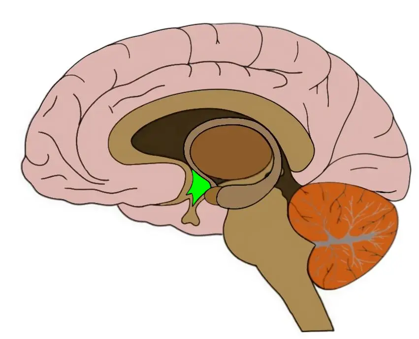 Неправильное формирование гиппокампа. Гиппокамп картинка. Nucleus accumbens.