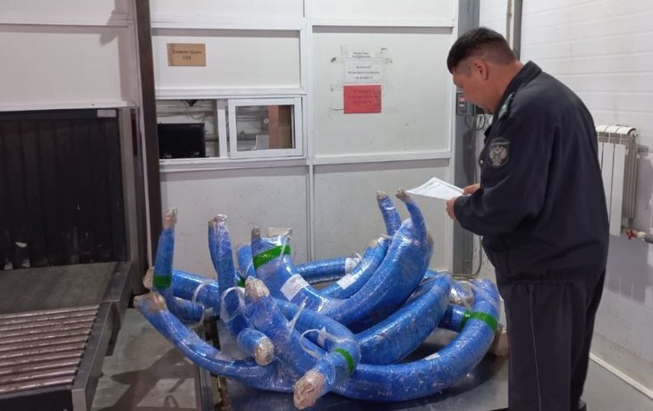    Наведением порядка на рынке мамонтовых бивней займется Россельхознадзор с Минпромгеологии Якутии