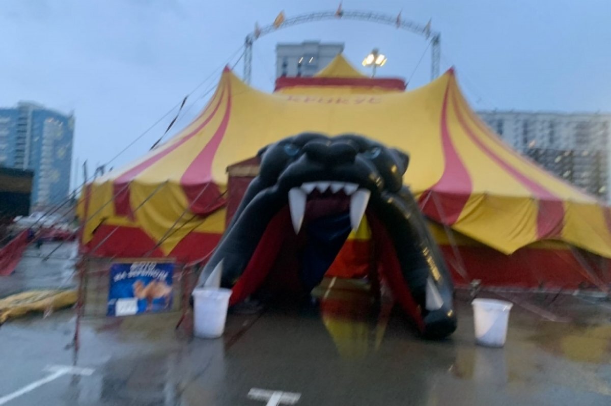    Циркачка упала с высоты во время выступления в Барнауле