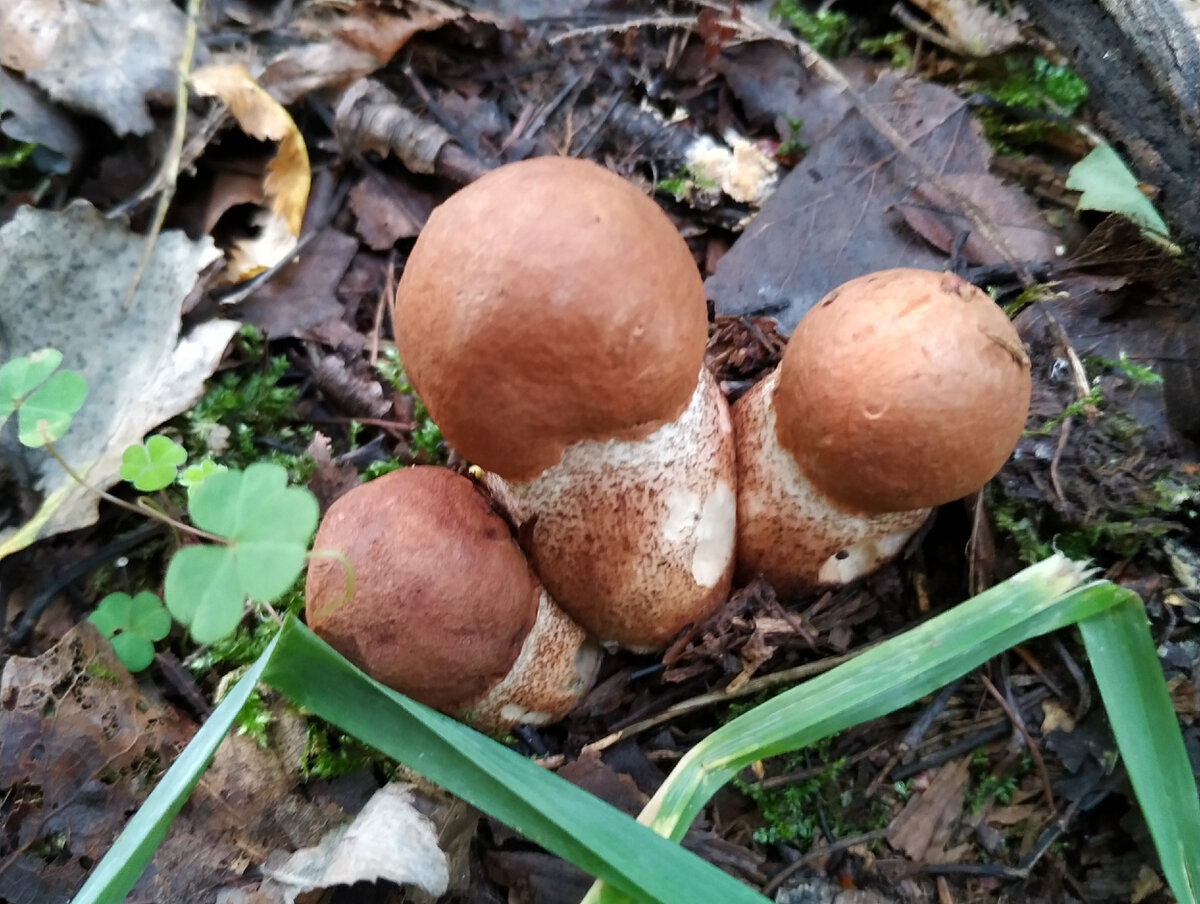 Гриб из которого пьют. Сон рвать грибы. Сон рвать грибы. Срезаем гриб ножиком. Сколько можно рвать грибы синестопки.