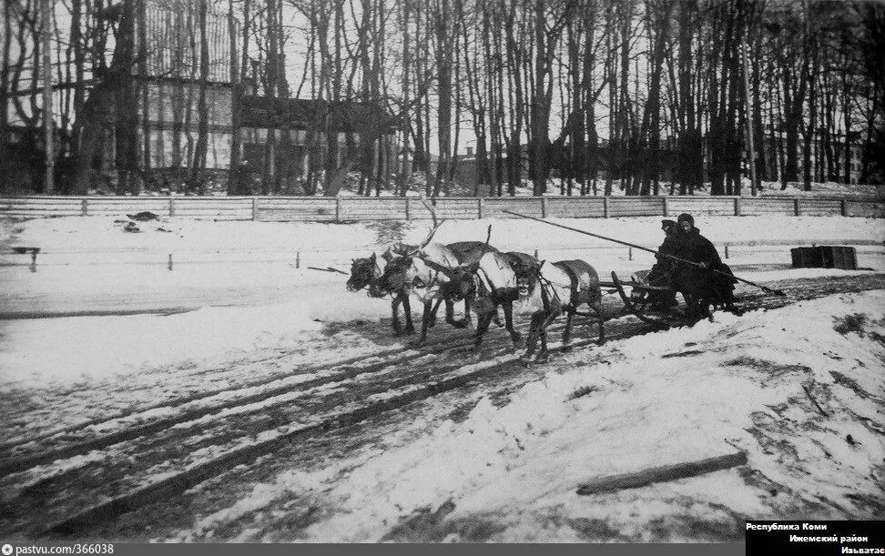 "Петровский остров. Увеселительная прогулка на северных оленях, управляемых ненцем." Автор:Ателье Булла. Источник: https://pastvu.com/p/366038