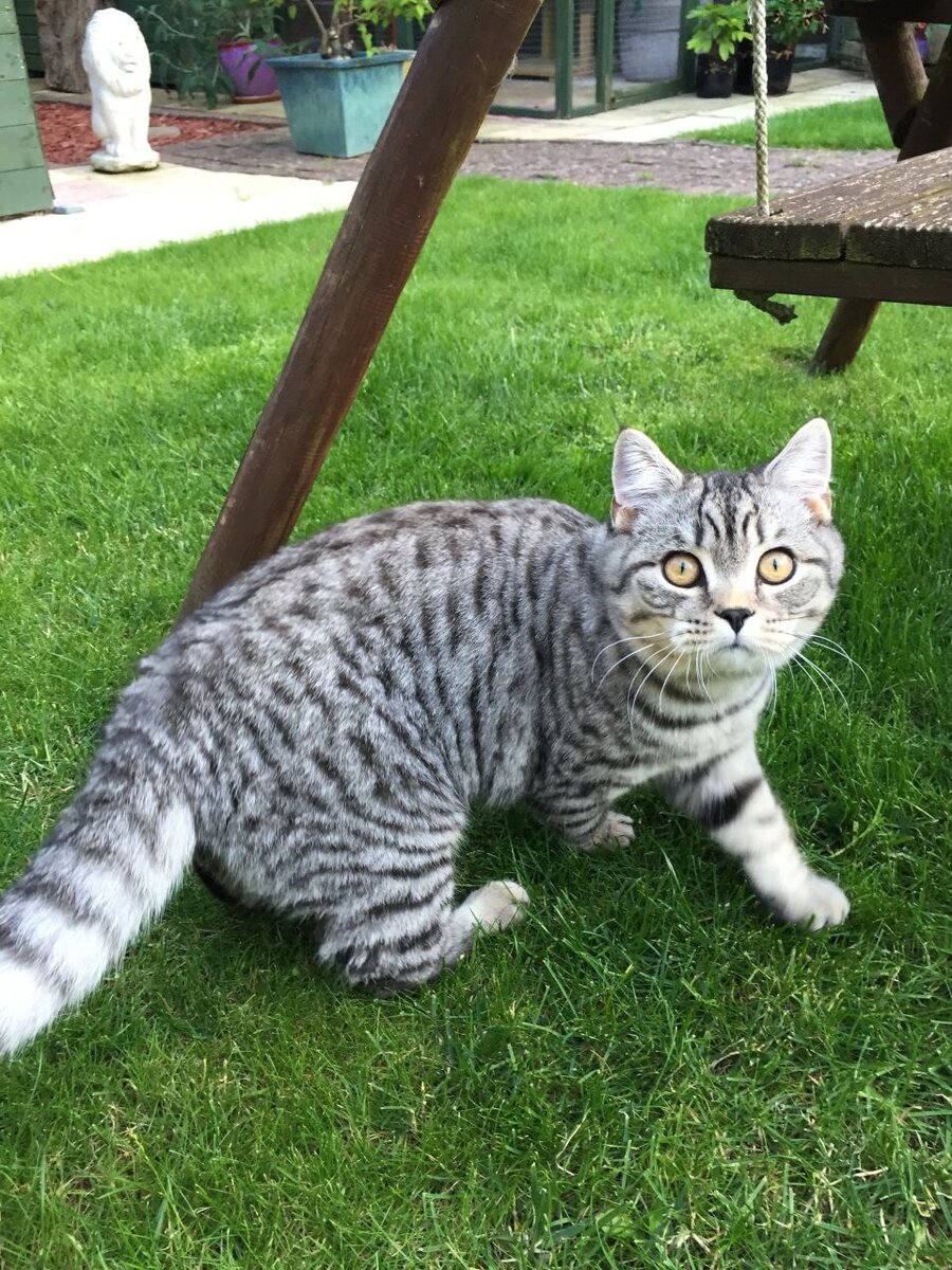 Дон Сезар де Бассиан на прогулке. Глаза квадратные - тыыы меняааа фотографировать решииииила?? Я не разрешал (фото из личных архивов автора)