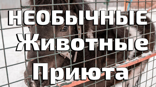 приют для животных саргазы. приют для животных хвосты. бездомные животные. приют для собак череповец. собаки из приюта в астрахани.