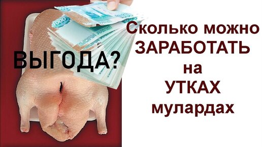 Сколько можно заработать на утках. Подсчитываем прибыль