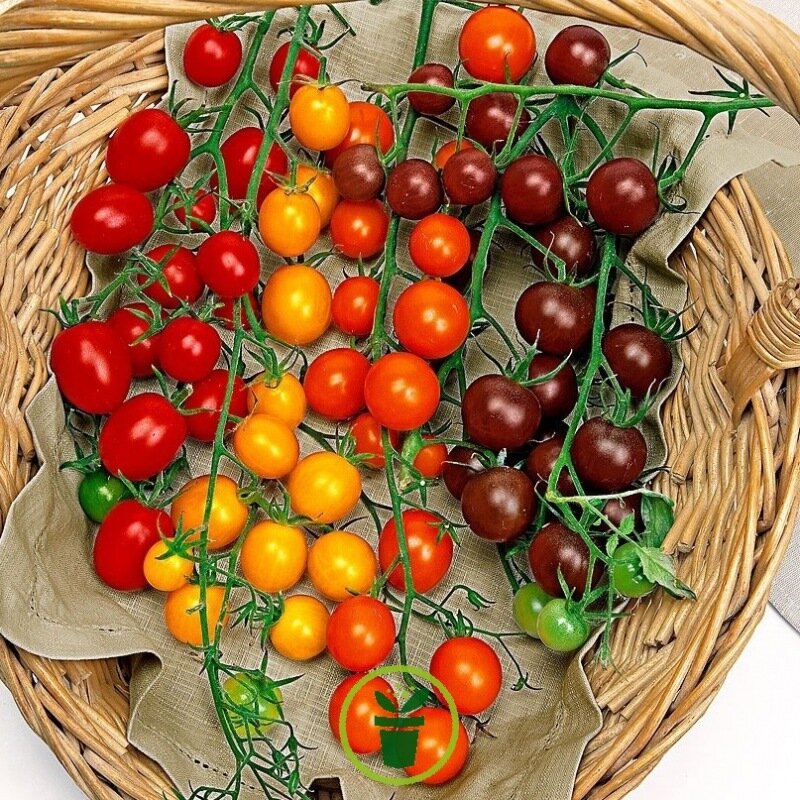 Фото graines-semences.com