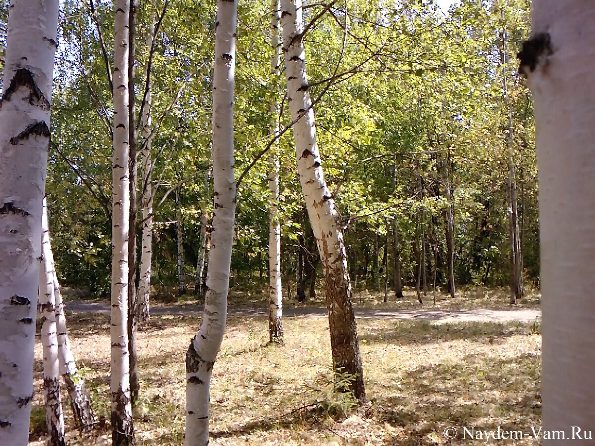 Цвет белая береза